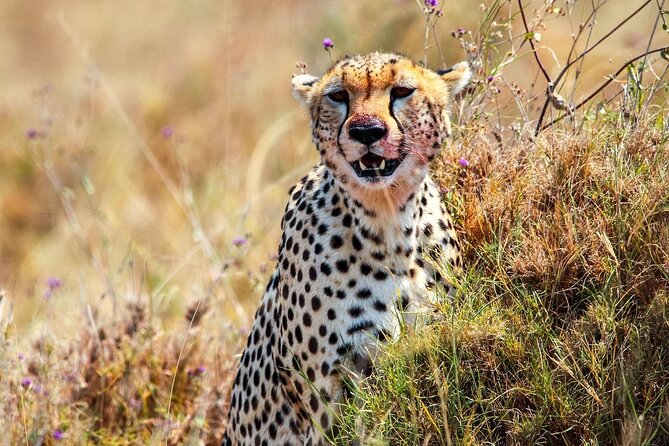 7 Days Journey of the Wildebeest – Luxury Holidays Serengeti