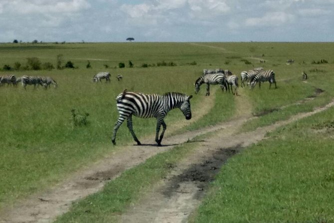 7 Days Maasai Mara – Lake Nakuru – Lake Naivasha – Amboseli Safari