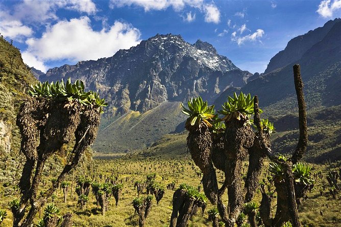 7 Days Rwenzori Summit (Margherita Peak) Hike
