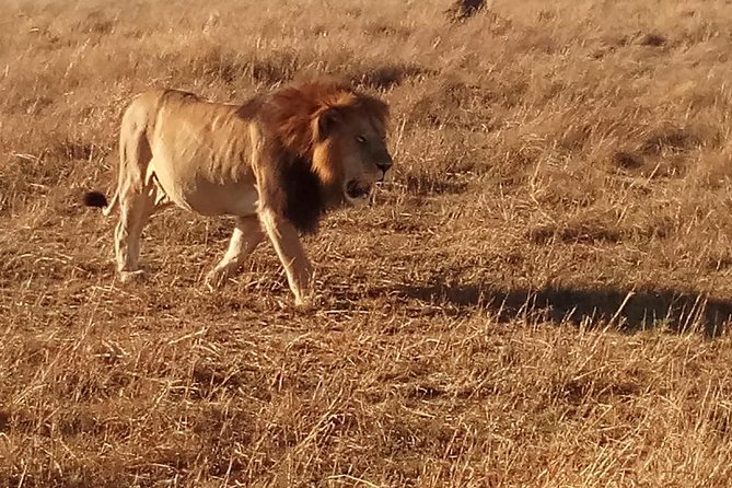 7 Days Safari to Aberdare N/P, Lake Nakuru N/P, Maasai Mara N/R, Amboseli N/P - Safari Highlights