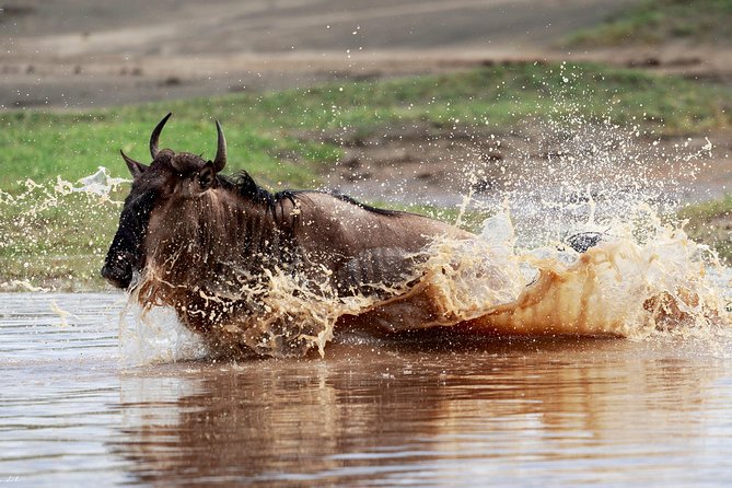 7 Days Tanzania Luxury Safari Experience & Coffee Walking Tour - Exploring the Serengeti Wilderness