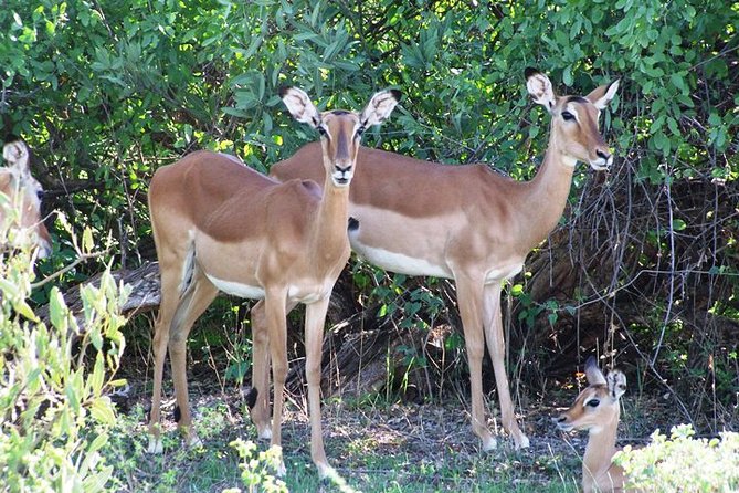 7 Days Tsavo East, Taita, Amboseli & Sanctuarysafari From Mombasa