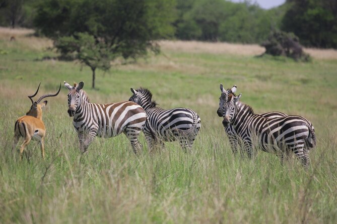 7 Days Wildebeest Migration – Ndutu Calving Season