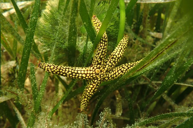 7 Hour Private Scalloping Package in Mangrove Point