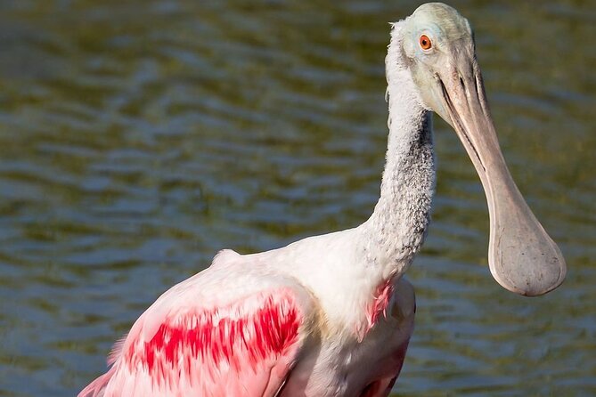 7 Hour Private Tour in Palo Verde National Park With Pickup