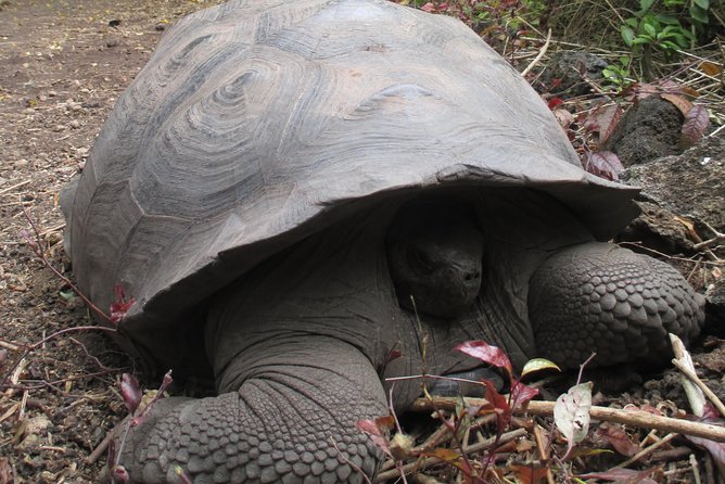 8-Day Best of Quito and Galapagos -Santa Cruz, Isabela & Unhinhabited Island