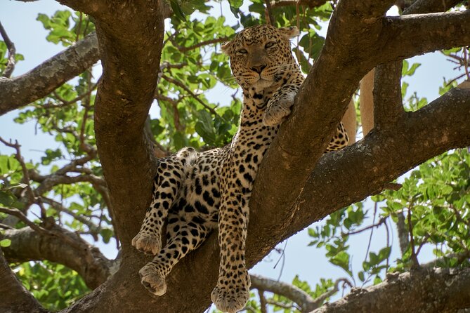 8-Day Essence of Tanzania Safari - Luxury - Overview of the Safari