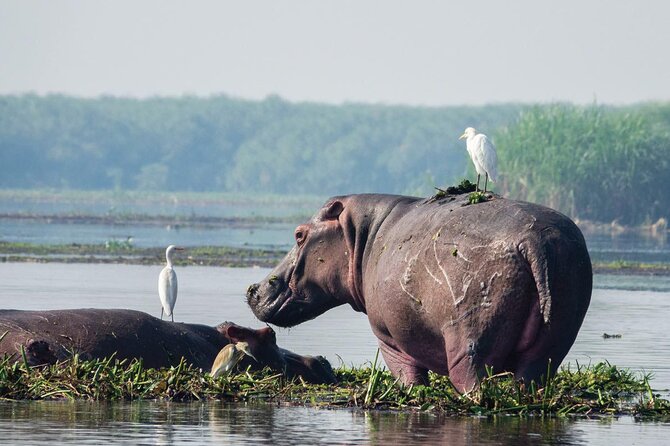 8-Day Murchison Falls, Chimp and Epic Gorilla Trekking