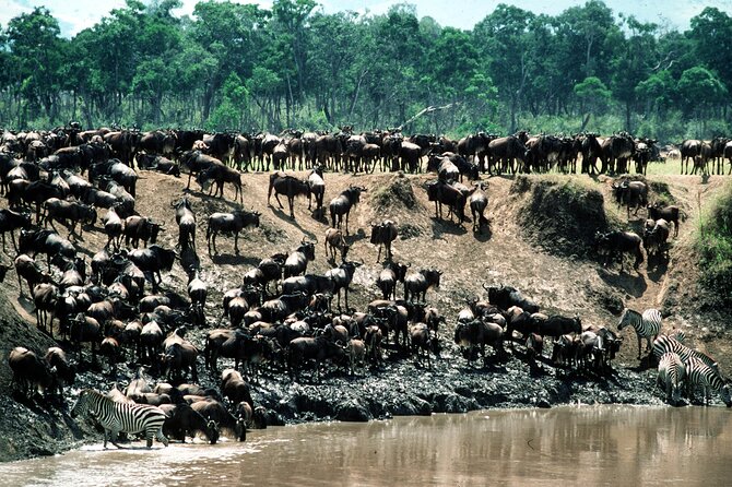 8 Days / 7 Nights 2021 / 2022 Wildebeest Migration Safari – Maasai Mara Reserve