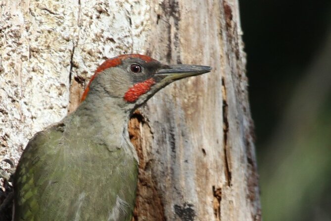 8-Days Discovering Birds of Portugal and Spain From Lisbon