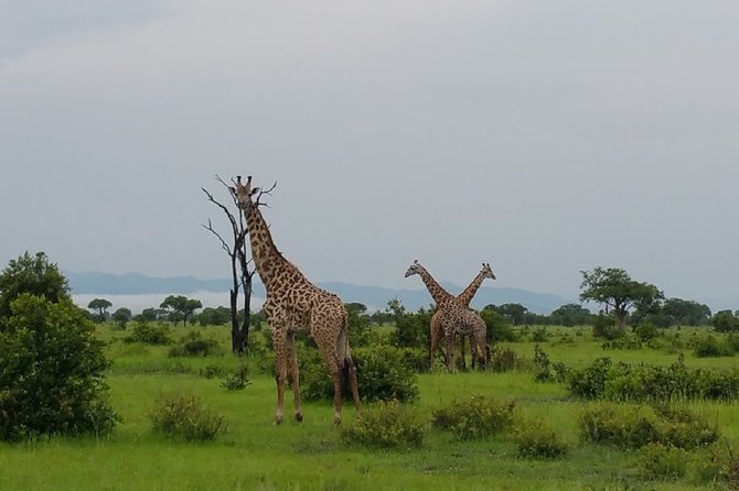 8 Days Safari to Mikumi NP, Ruaha NP and Nyerere NP + Isimila Stone Age Site
