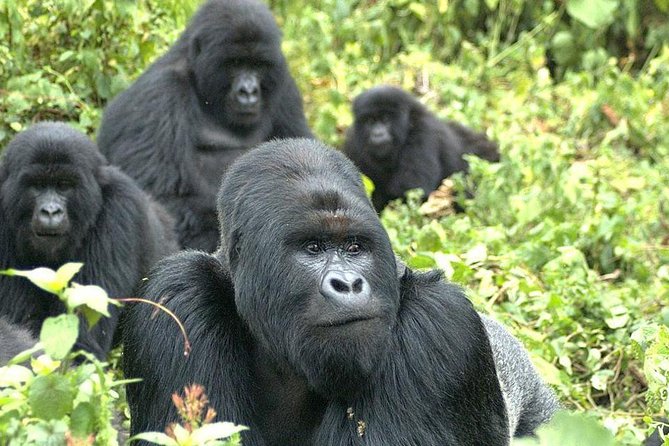 9 Best of Uganda Gorilla and Wildlife Safari