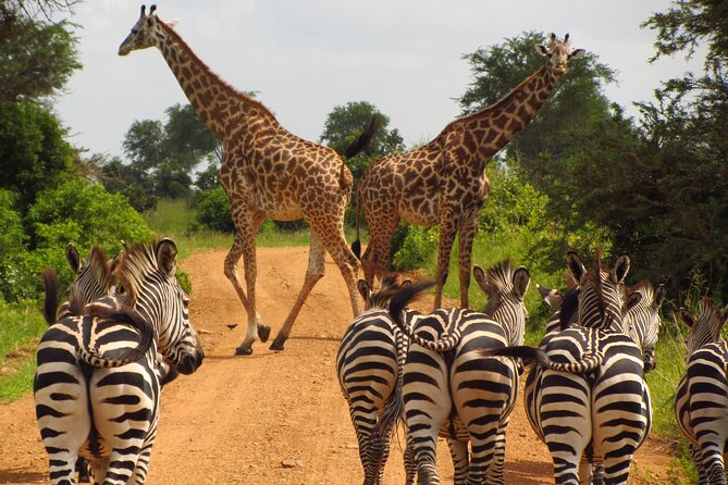 9-Day Enchanting Tanzania Safari -High End All Inclusive