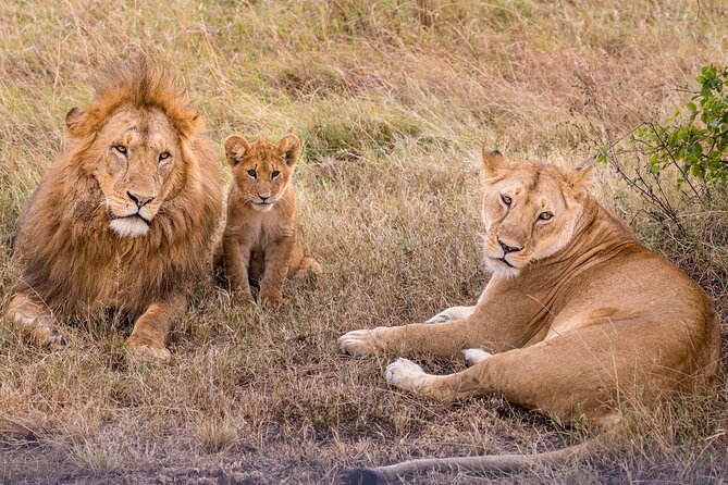 9-Day Ultimate Tanzania Honeymoon Safari Luxury Package - Stunning Landscapes and Wildlife