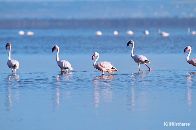 9- Days Classic Kenya Family Safari