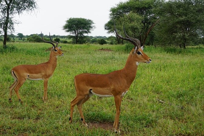 9-Days High End Road and Air Kenya Safari