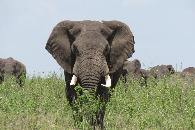 9 Days Safari To See Great Migration Crossing