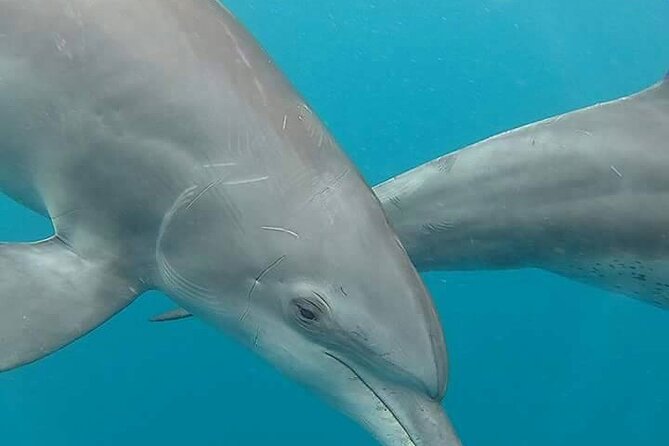 A Half Day Private Dolphins And Snorkeling Tour To Mnemba Island - Inclusions and Exclusions