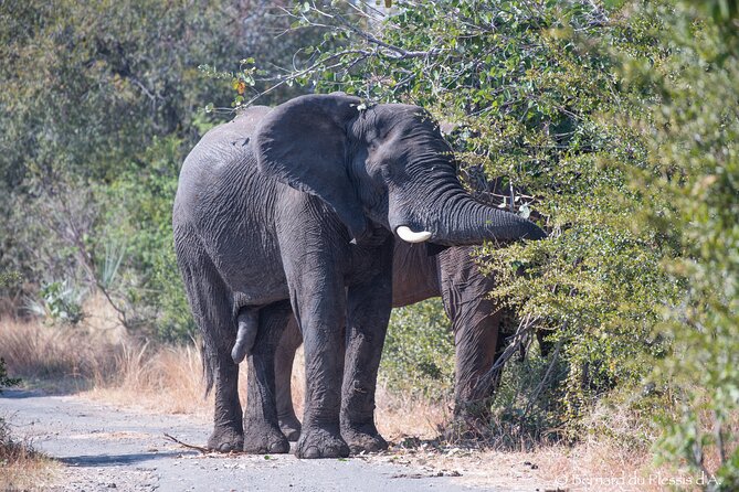A Private White Rhino Game Drive Plus Short Walking Safari