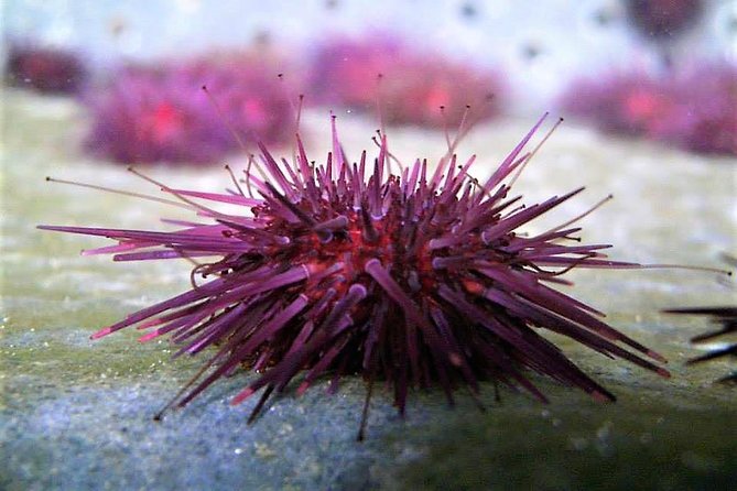 Abalone Farm Tour and Tasting With Coastal Seaweed Walk. Guided. 2 Hours - Guided Coastal Walk