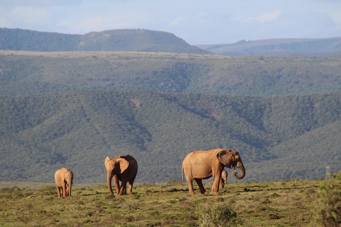 Addo Elephant Park Multi-Day Photo Safari