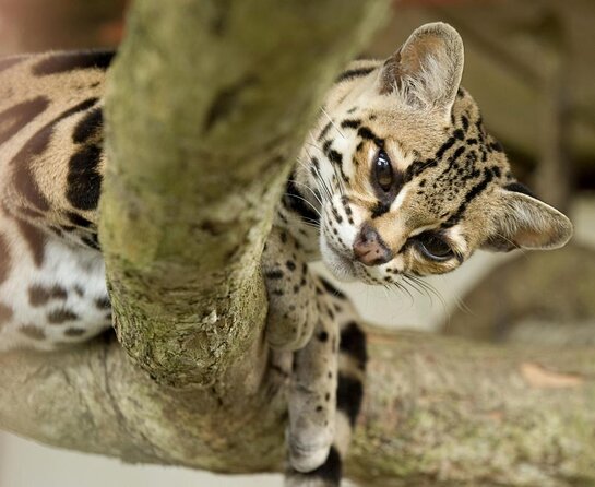 Admission Ticket to Las Pumas Rescue Center