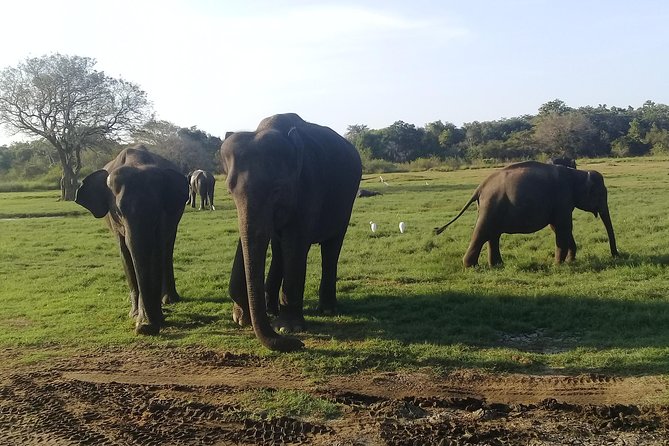 Adventure Trincomalee to Sigiriya and Wild Safari ,Village Tour