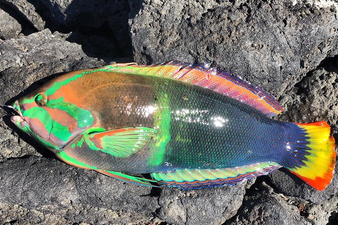 Afternoon Beach Fishing Trip in Hawaii