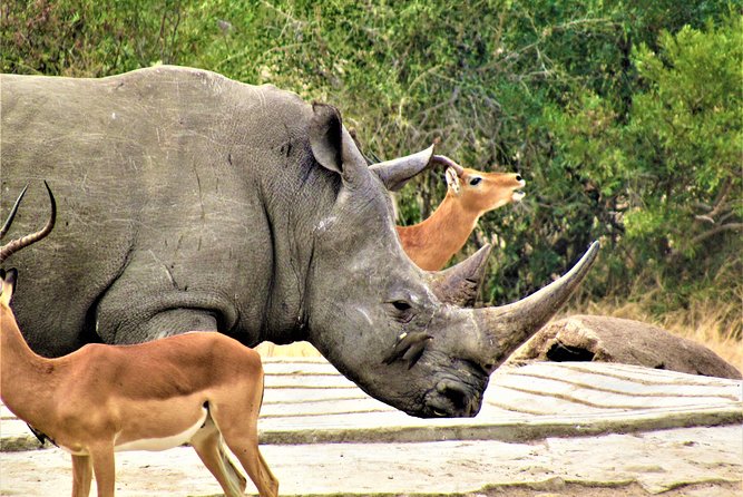 Afternoon Kruger National Park Safari