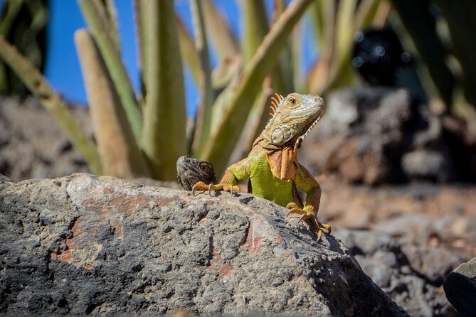 Agadir Crocodile Park Adventure