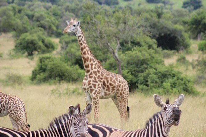 Akagera Game-drive Safari