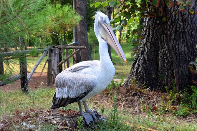 Albania Birdwatching, Kayaking, Bicycle National Park Divjaka Karavasta(ARG)