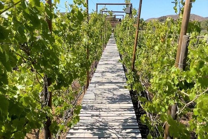 All-Inclusive Private Wine Tour in Baja - Inclusions and Amenities