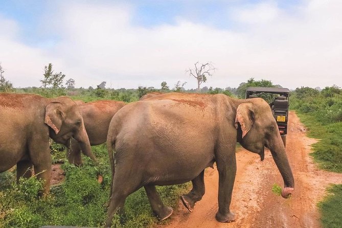 All Inclusive Udawalawa National Park Day Tour From Negombo