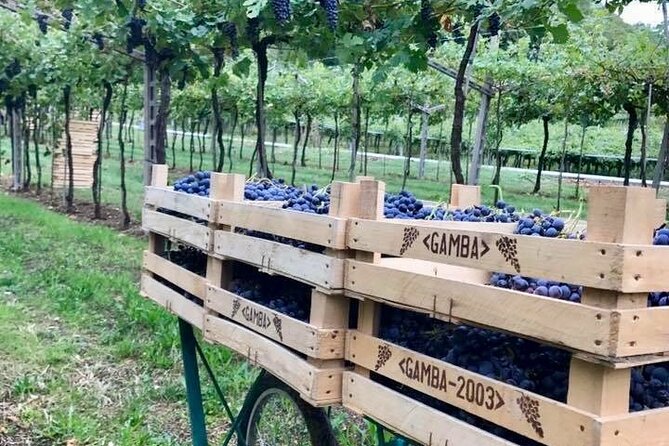 Amarone Wine Tasting in Valpolicella | 4 Wines + Snacks