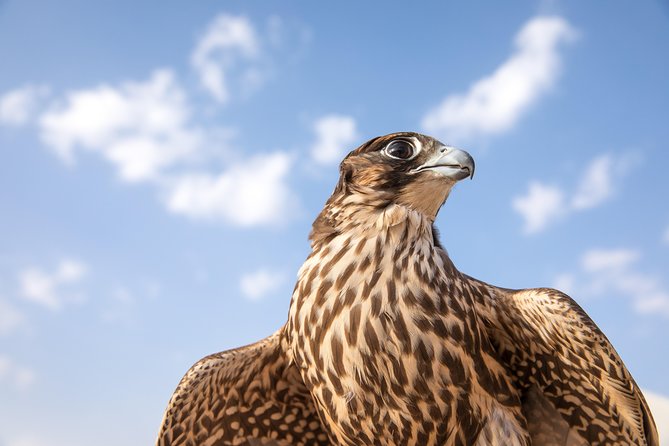 Amazing Abu Dhabi Evening Safari