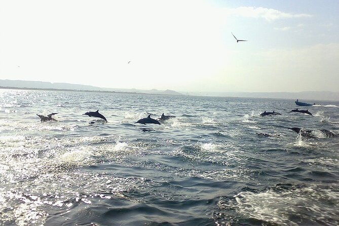 Amazing Dolphin Watching Tour In Muscat