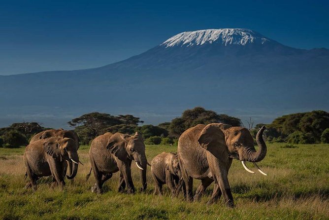 Amboseli Cultural & Wildlife Tour – 4 Day Unforgettable Budget Safari