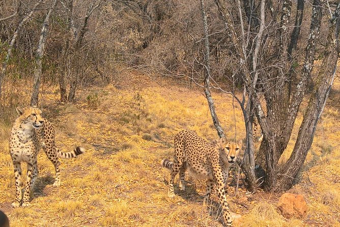 Ann Van Dyk Cheetah Centre Tour From Johannesburg or Pretoria