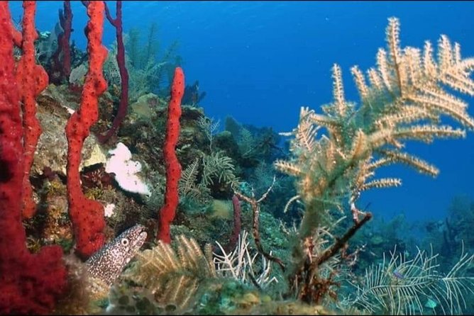 Aquatic Wonderland: Discover Mesos Magic - Exploring the Underwater World