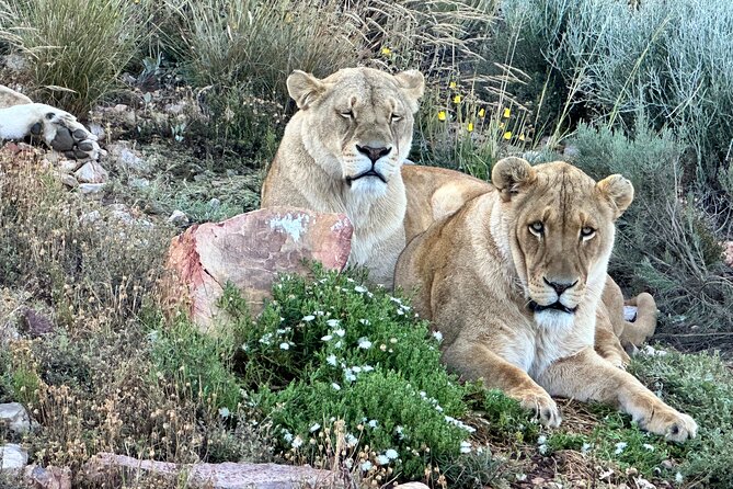 Aquila Game Reserve Safari With Park Fees, Transport & Lunch - Location and Accessibility