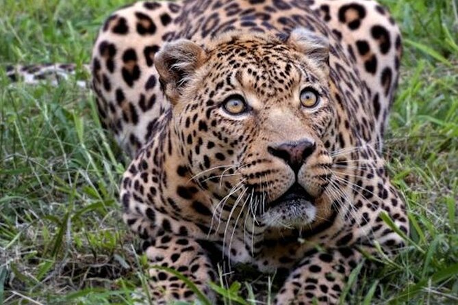 Aquila Game Reserve Safari With Wine Tasting, Transport & Lunch - Overview and Details