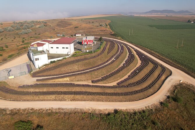 Aroma Sampling of 5 Bulgarian Lavender Varieties at Dives Winery