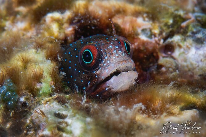 Aruba Guided Night Dive Adventure: Shallow Reefs or Shipwrecks
