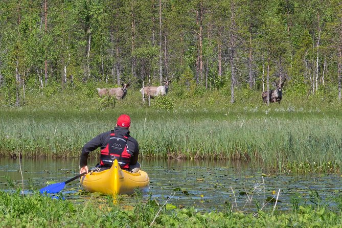 Authentic Reindeer Farm and Canoe Experience From Rovaniemi.