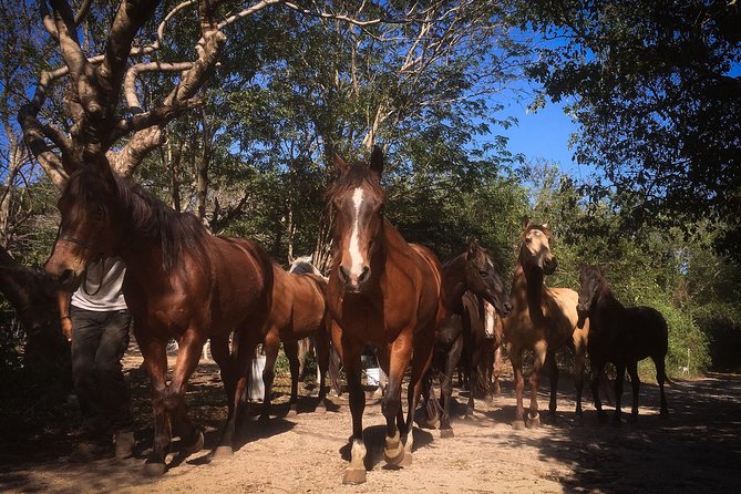 Award-Winning Classic Horseback Ride (Max. 6 Riders)