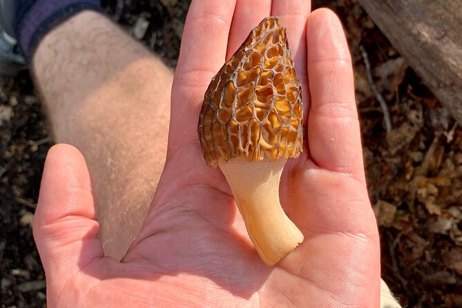 Backcountry Eats & Foraging Treats