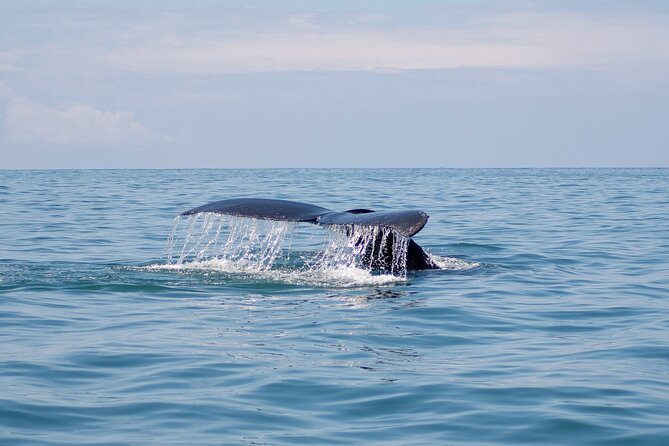 Bahia Ballena Whale and Dolphin Tour – Afternoon