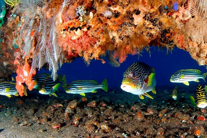 Bali Introductory Scuba Dive at Tulamben Liberty Shipwreck