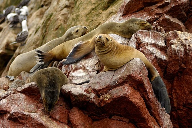 Ballestas Islands for Cruise Ship Passenger Paracas Harbour